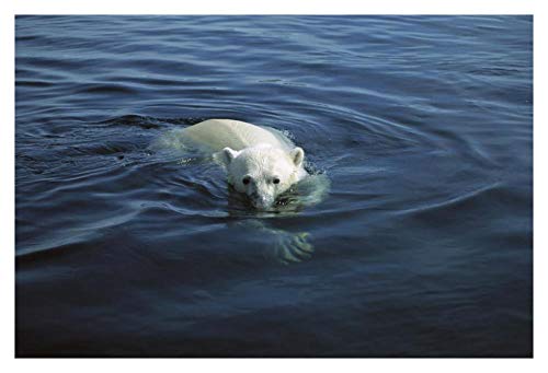 Artworks Italia Oso polar nadando, bahía de apuestas, Canadá, arte en papel, 96,5 x 66 cm