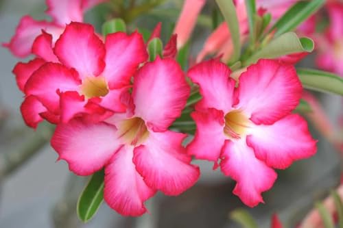 Image of Exotic live Adenium Bonsai Plant combo without pot - Live Desert Rose for Home & Balcony. PACK of 5 five with different colour. SGN DD