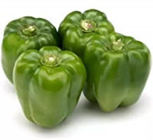 Willvine Capsicum Green/Bell Pepper-DLX-4L-picture-17