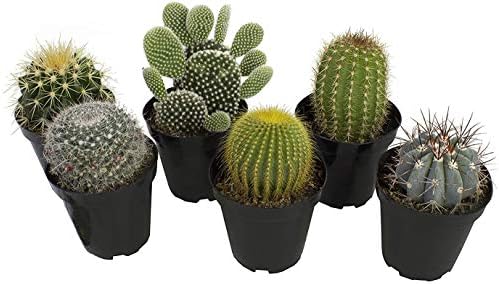 Altman Plants, Assorted Cactus Plants Live Succulents (6 Pack), Live Cactus Plant Lover Gifts, Cacti Succulents Plants Live Houseplants, Succulent Indoor Plants Live Plants in Cactus Soil Potting Mix