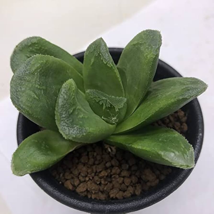 Amazon｜多肉植物：ハオルチア ローブ グリーン*S｜観葉植物