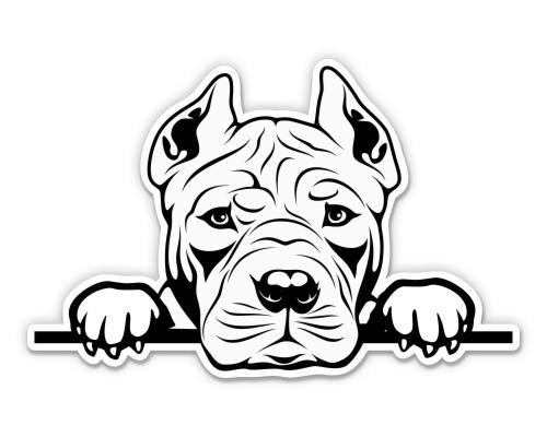 Pitbull Pitbull Cutie - 3