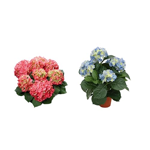 Plantas Naturales de Hortensia: Hydrangea Blue + Hydrangea Pink