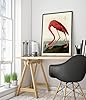 American Flamingo Poster John James Audubon Vintage Bird Illustration Antique Print Ornithology Art, Archival Matte, A4 (Print Only) - 29.7x21cm #1