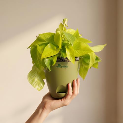 Image of Golden Money Plant Air Purifying Indoor Live Plant Trailing Golden Pothos Vine in a 4-Inch Self-Watering Matte Green Pot