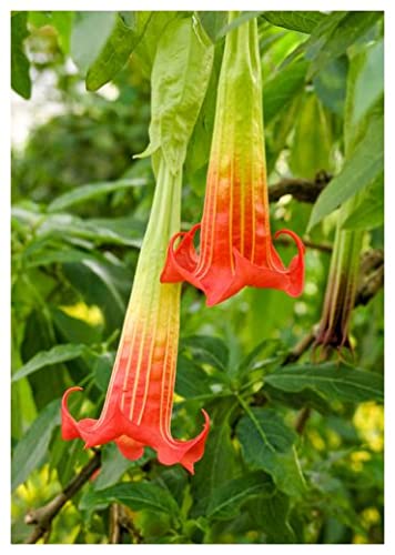 Preisvergleich Produktbild TROPICA - Blutrote Engelstrompete (Brugmansia sanguinea) - 7 Samen