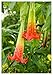 Produktbild TROPICA - Blutrote Engelstrompete (Brugmansia sanguinea) - 7 Samen