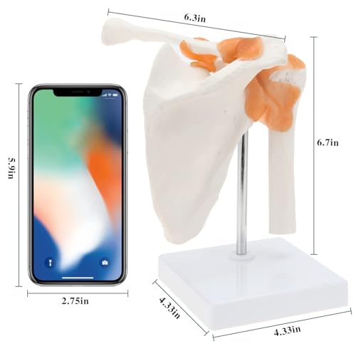 Image of RONTEN Medical Shoulder Anatomy Model with Functional Ligaments, Life Size Anatomical Human Shoulder Joint Model for Science Class Medical Teaching Display Model (Includes a Base)