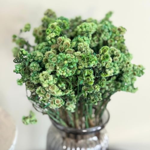 Image of Himalayan Daisy Dried Flowers | Natural Dried Blooms| 70 Grams | Naturally Preserved, Delicate & Everlasting | Perfect for Home Decor, Floral Arrangements, Bouquets & DIY Crafts(Green)