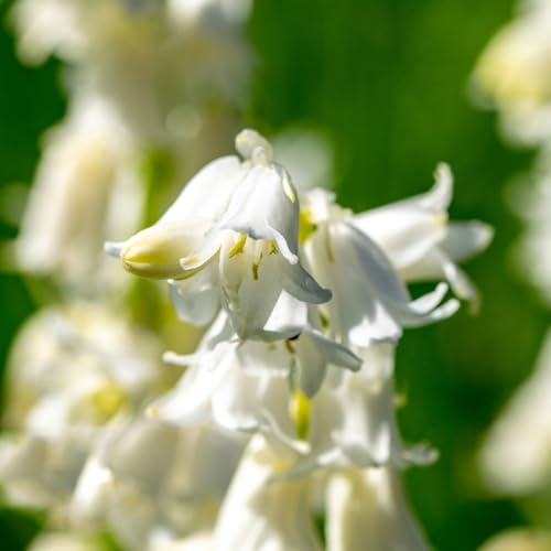 semi di campanula - appartamento esotiche rare perenni resistenti balcone primavera giardino 350pcs