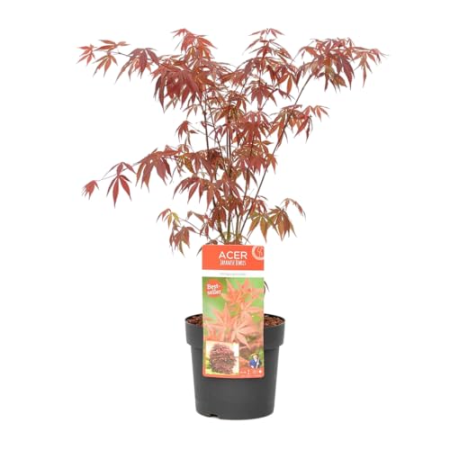 Bloomique - Acer Palmatum Atropurpureum - Japanischer Ahorn - Buntes Laub - Gartenpflanzen - Winterhart - 50-70 cm Hoch - Topf 19 cm