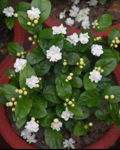 Image of White Mogra Live Plant with Pot | Arabian Jasmine Jasminum Sambac Fragrant White Flower Plant | Evergreen Flowering Shrub for Home Garden Balcony Terrace Pooja Decor | Pack of 1