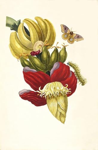 Impressions affiches métamorphose insectes Suriname Merian 60x90