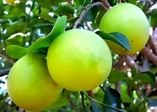 Image of Vietnam Sweet Malta Bari All Time Mosambi Plant-Hybrid Grafted Original Variety Lemon Healthy Live Plantr for Home Garden Pack Of 1