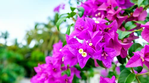 Purple Bougainvillea Plants Blooming Flower 20'' Tall #TOP27