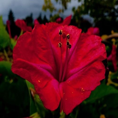 Semillas de Four O Clock Red (Mirabilis Jalapa Red) Semillas Paquete de 500 semillas