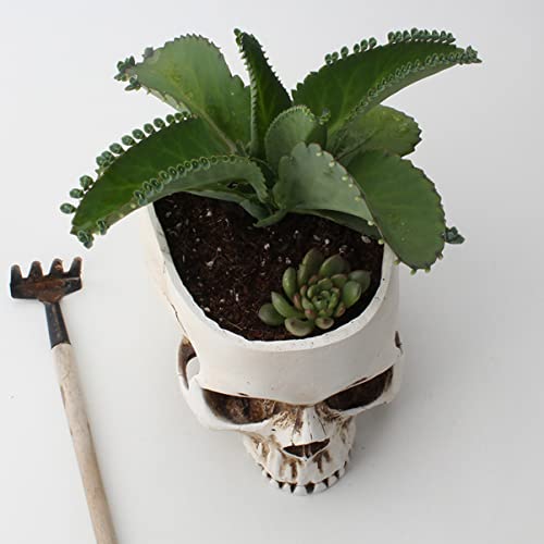 Uonlytech Caveira Cabeça Plantador Cabeça Caveira Vaso de Flores Porta-Caneta Esqueleto Crânio Estat