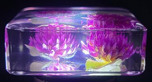 Image of 38mm Real Purple Globe Amaranth Flower in Crystal Clear Lucite Resin Specimen Dried Pressed Botanist Herb Herbarium Crafts Collection for Botany Science Education & Desk Ornament Display Supplies