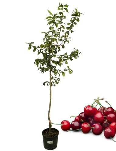 Piantine Da Orto P Ciliegio Giorgia, Pianta in Vaso Diametro 22 cm, Pianta da Frutto in Vaso, Pianta Vera da Esterno, Giardino o Vaso in Terrazza, Vivaio Italiano,Altezza pianta 150 cm
