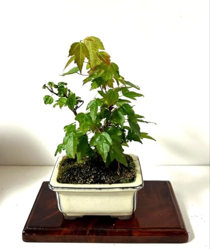 観葉植物 カエデ」の人気商品一覧 | 安い商品を通販サイトから探す