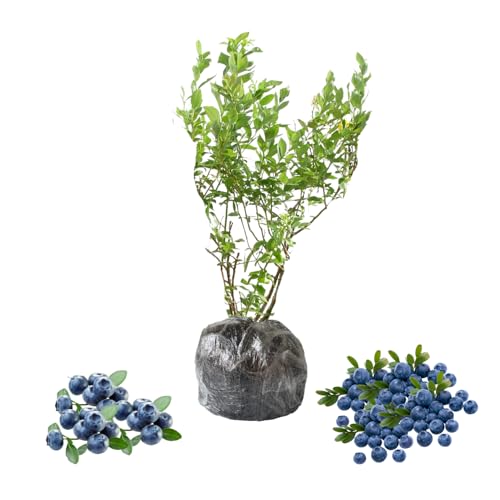 Miniature Sunshine Blue Blueberry Bushes Live Plant, Blueberry Plants Live for Planting, Blueberries Fruits Trees Shrubs to Grow Indoor Outdoor Garden Miniature Sunshine Blue Blueberry Bushes Live Plant, Blueberry Plants Live for Planting, Blueberries Fruits Trees Shrubs to Grow Indoor Outdoor Garden