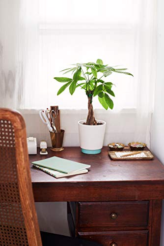 Hallmark Flowers 15" To 18" Tall Money Tree In White And Teal Ceramic Container #TOP1