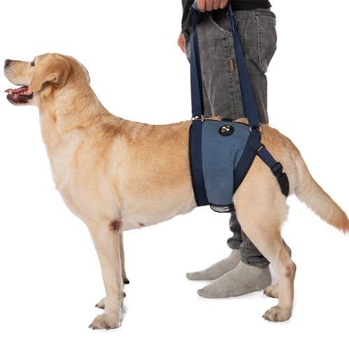 COODEO Pettorina per cani per cani, imbracatura per sollevamento cani per supporto per zampe posteriori, imbracatura per cani senior per gambe posteriori deboli dopo l'intervento chirurgico al(M)