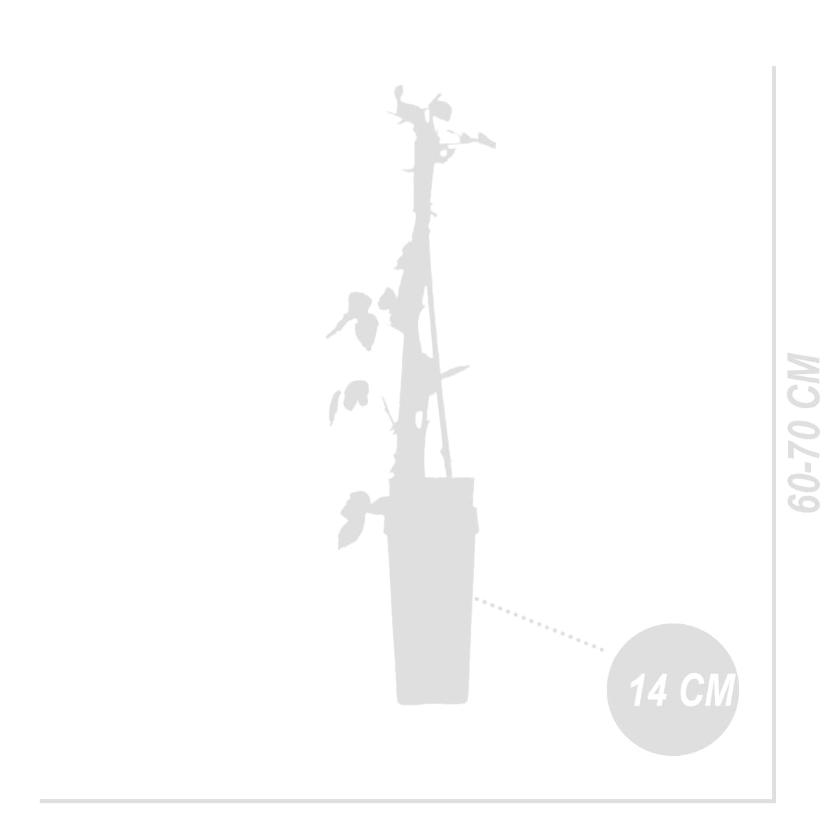 Bloomique - Set de 2 - Rubus idaeus ‘Heritage’ - Frambuesa - Planta frutal - Resistente al frío - 50-70 cm - Maceta 15 cm