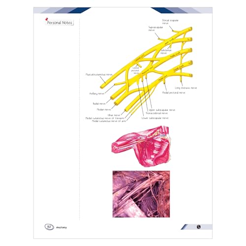 Image of PW MedEd 1st Prof MBBS Notes | Combo Set of 3 Books (Anatomy, Biochemistry, Physiology)