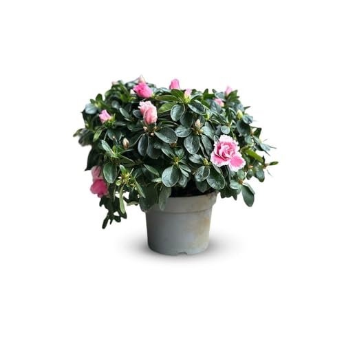 Attitude Jardin - Azalée indica - plante d'intérieur - 40-50 cm - ⌀ 18 cm - fleur rose