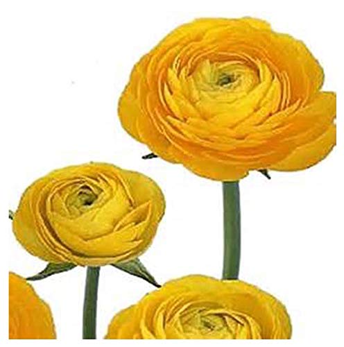 Yellow French Peony Ranunculus Corms - 12 Largest Size Bulbs