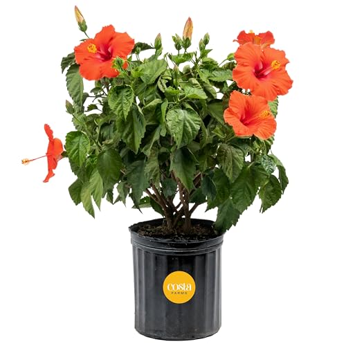 Costa Farms Live Tropical Hibiscus Bush, 2-3 Foot Tall Real Flowering Plant in 10-Inch Grower Pot, Vibrant Large Blooms for Outdoor Patio, Deck, or Garden Decor, Grower's Choice Color