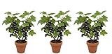 3 Black Currant Seedlings for Planting - Rooted and Ready to Plant (3 Seedlings)