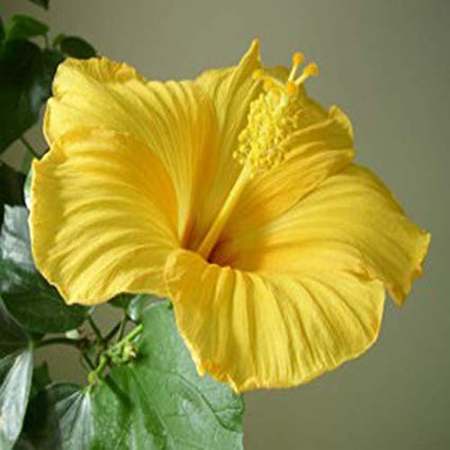 See full amazon price history chart for Baby Plants - Live Hibiscus Plant Yellow Color Flower with Beautiful Pot & Secure Packing Baby Plants - Live Hibiscus Plant Yellow Color Flower with Beautiful Pot & Secure Packing (B09C4VSFG3) Amazon Price History, Amazon Price Tracker