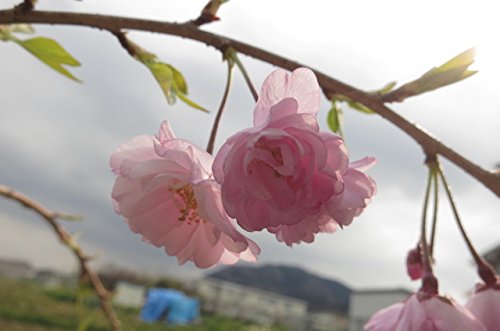 Amazon.co.jp: 仙台しだれ桜 八重紅しだれ桜苗 仙台しだれ桜苗は Amazon.co.jp: 仙台しだれ桜 八重紅しだれ桜苗 仙台しだれ桜苗は