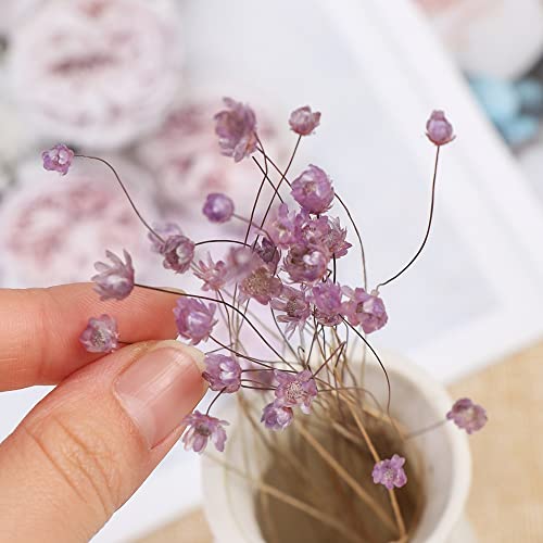 Mini Daisy Flores Secas Decorativas 30 Piezas miniatura 2