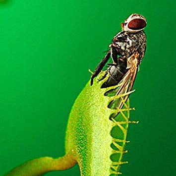 200PCS Dionea Semi Derlook fiori bonsai Pianta in