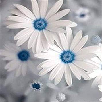 . Afan Blue Eyed Margherita pianta Osteospermum Fiori del Capo Fiore Mix di vegetali Heirloom per Giardino di casa 100 Pezzi: 2