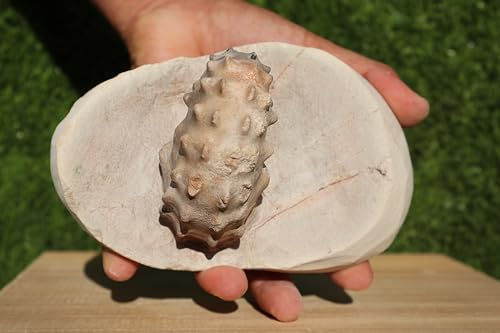 Image of Ammonite Mammites Nodosoides Ammonite Fossil Rare Ammonite Fossil Natural Fossil from Morocco A26
