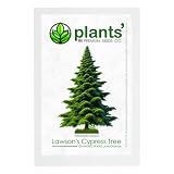 Lawson's Cypress Tree | Premium Seeds | Chamaecyparis lawsoniana | Plants'® (Premium Seeds, 20)