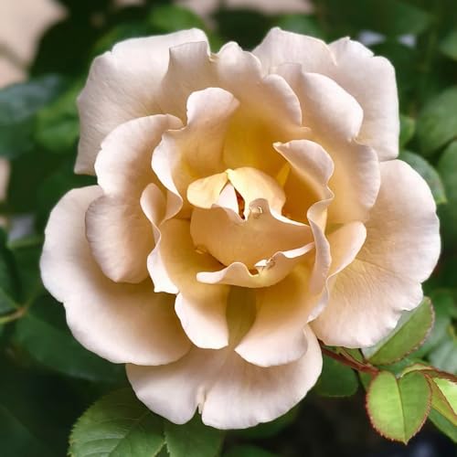 Semillas de rosal, Rosa chinensis, Las plantas de jardín de rocas son resistentes. Las rosas trepadoras compran semillas, Las plantas perennes son plantas perennes resistentes. 100pcs