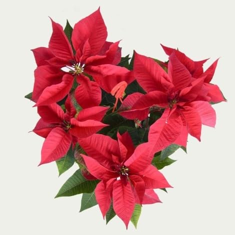 100 rote Weihnachtsstern-Blumensamen 100 rote Weihnachtsstern-Blumensamen
