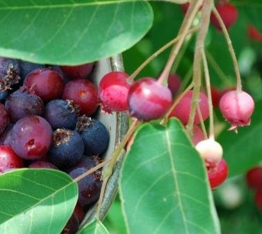 Amelanchier Candensis, Juneberry, Serviceberry, 4-8' Tall Potted Plant, Great as a potted plant, or specimin garden plant