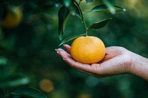 Orange fruits fresh hand picked from orchard naturally grown farm produce (10 lb) - RawJoy