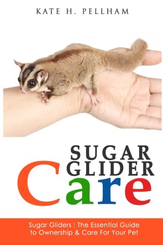 sugar glider amazon