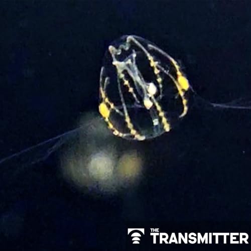 First nerve-net connectome shows how evolutionarily ancient nervous system coordinates movement Podcast Por capa
