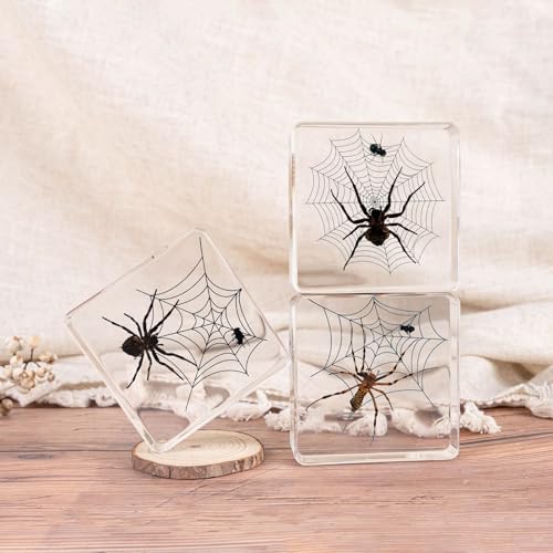 Image of 3pcs Taxidermy Spiders, Real Insect Bug Spiders Specimen in Resin, Clear Sealed for Closer-Look & Study in Healthy, Science Educational Classroom Specimens, Unique Amazing Gift (3.0x3.0x0.8-inch)