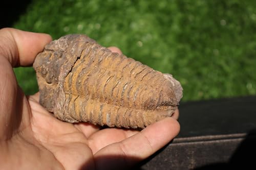 Image of Calymene Trilobite Flexicalymene Trilobite Ordovician Fossil Trilobites A233