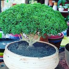 See full amazon price history chart for Bonsai live plant,kamini plant (Pack of 1) Bonsai live plant,kamini plant (Pack of 1) (B0CWVVDXS1) Amazon Price History, Amazon Price Tracker