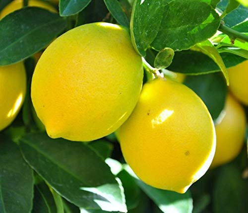 One Meyers Lemon Tree, 1-2 feet Tall, grafted, No Ship Az, Ca, Fl, La, Tx